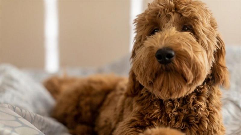 Goldendoodle F1b: Fakty, zdjęcia, pochodzenie i historia