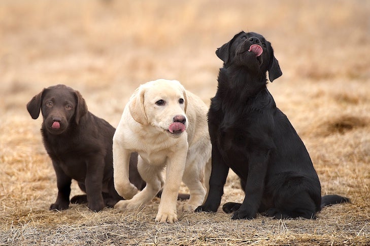 Szczenięta rasy Labrador Retriever na sprzedaż w Massachusetts: Lista hodowców 2024