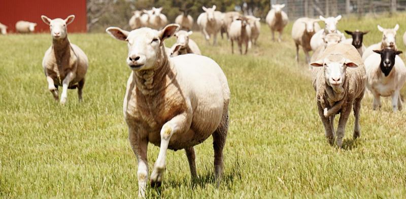 15 niezbędnych artykułów dla hodowców owiec na dobry początek (przewodnik 2024)