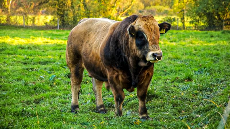 Charakterystyka rasy bydła Aubrac