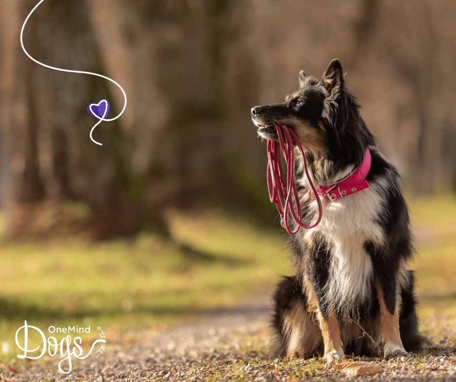 Kiedy mój Border Collie się uspokoi? Fakty i najczęściej zadawane pytania