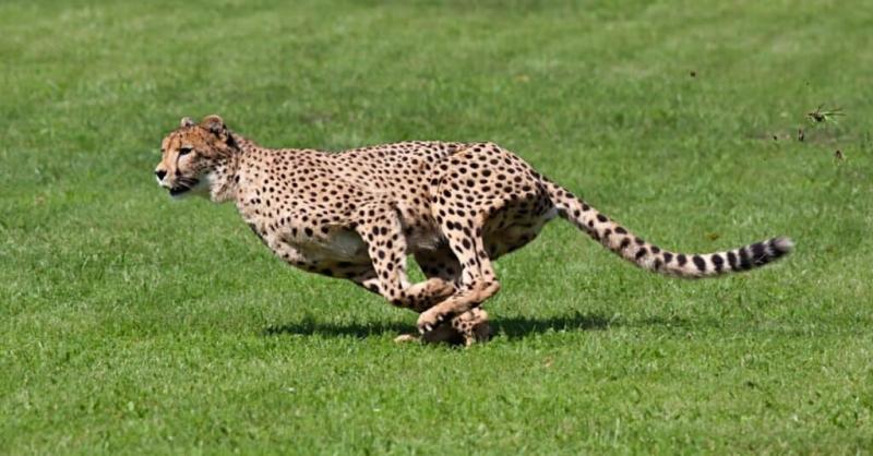 1. Gepard