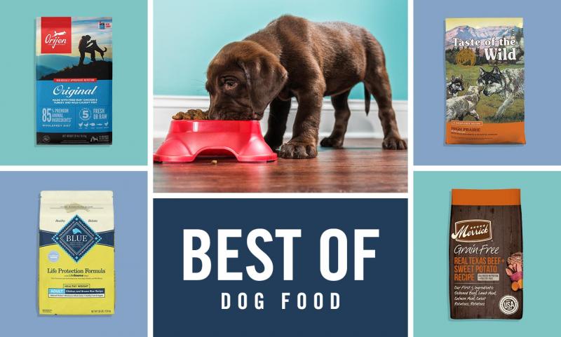 10 najlepszych organicznych karm dla psów w 2024 roku - recenzje i najlepsze propozycje