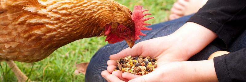 9. Scratch and Peck Feeds Organic Starter Chicken & Duck Feed 10.