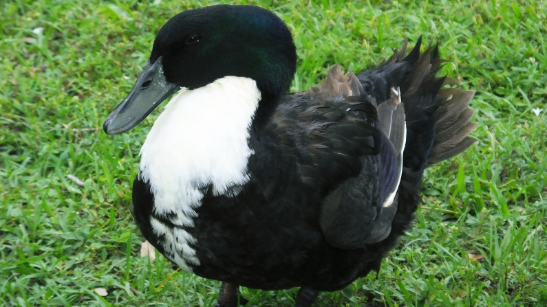 2. Kaczka wschodnia (Anas platyrhynchos domesticus)