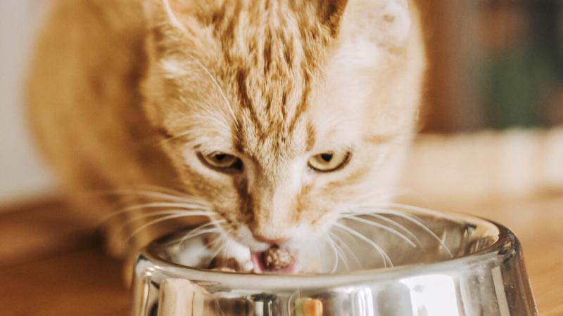 Kiedy kocięta mogą pić mleko?