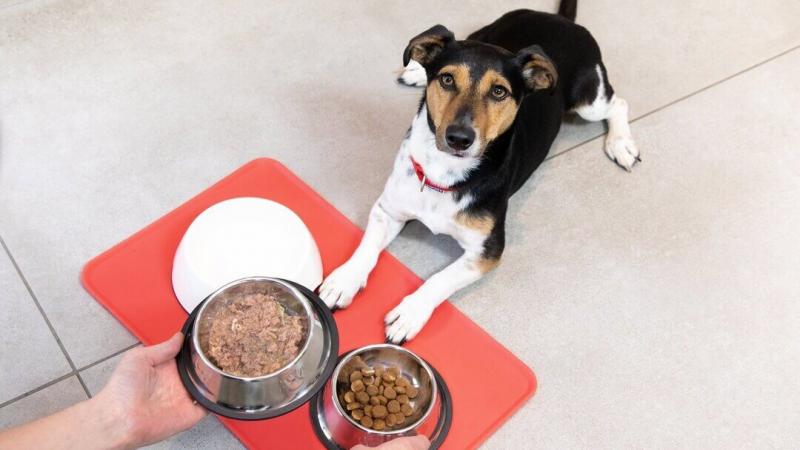Czy mogę dodawać wilgoci do karmy mojego psa?