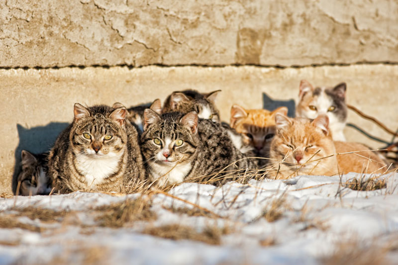 Rozważania dla gospodarstw domowych z wieloma kotami