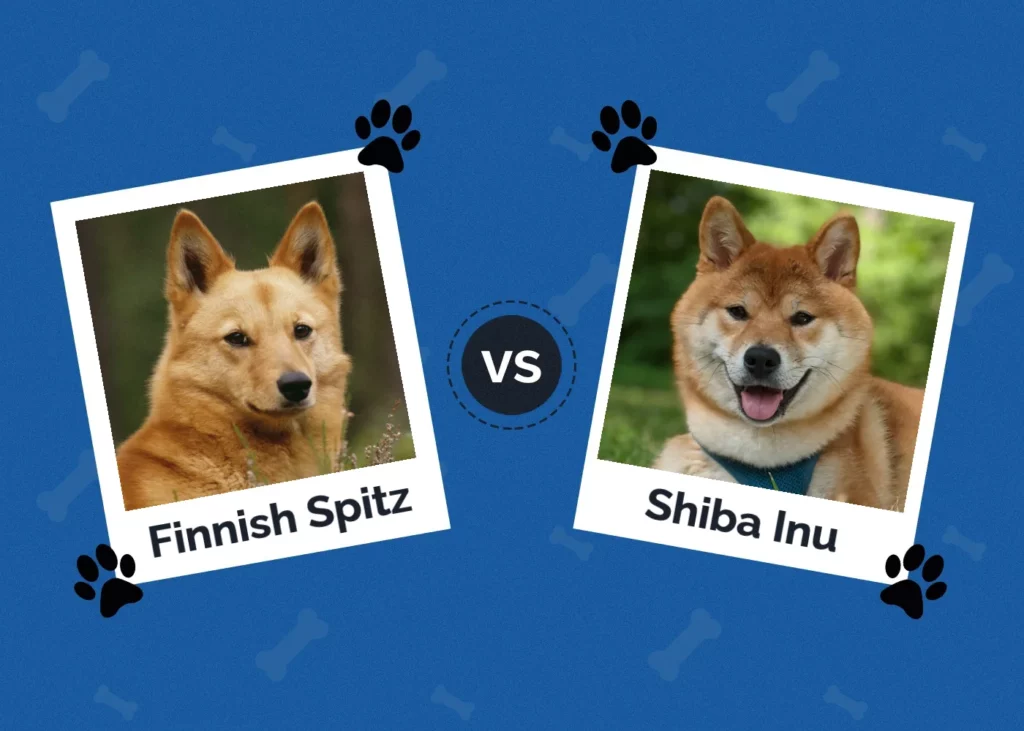 Szpic fiński vs Shiba Inu: Wyjaśnienie różnic (ze zdjęciami)