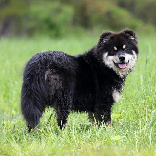 Rzeczy, które należy wiedzieć, posiadając fińskiego lapphunda: