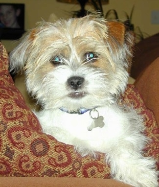 Fo Tzu (Toy Fox Terrier & Shih Tzu Mix): Zdjęcia, temperament i pielęgnacja