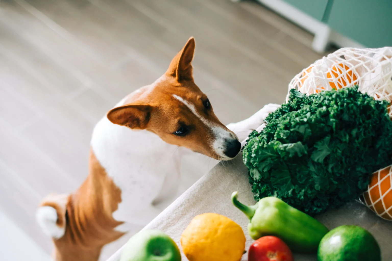 Czy psy mogą jeść siemię lniane? Dieta i fakty zdrowotne zweryfikowane przez weterynarza