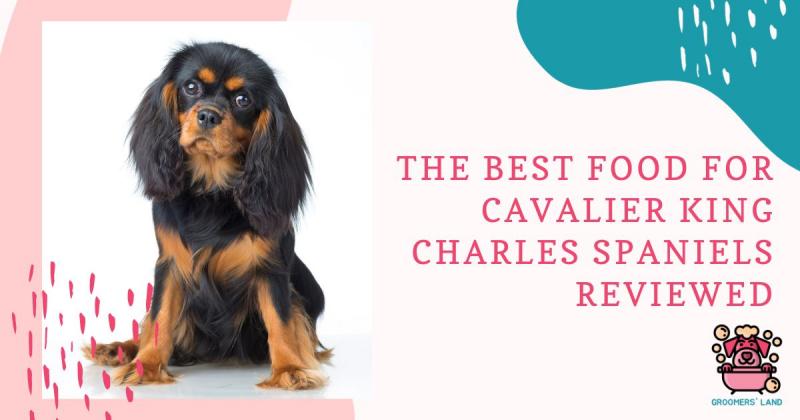 9 najlepszych karm dla psów Cavalier King Charles Spaniel w 2024 roku - recenzje i najlepsze propozycje