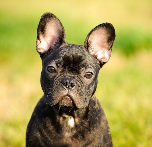 Charakterystyka buldoga francuskiego cane corso