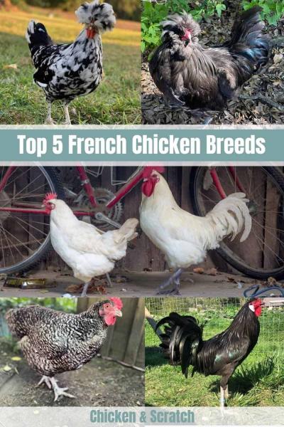 10 francuskich ras kurczaków