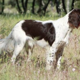 Ćwiczenia 🐕