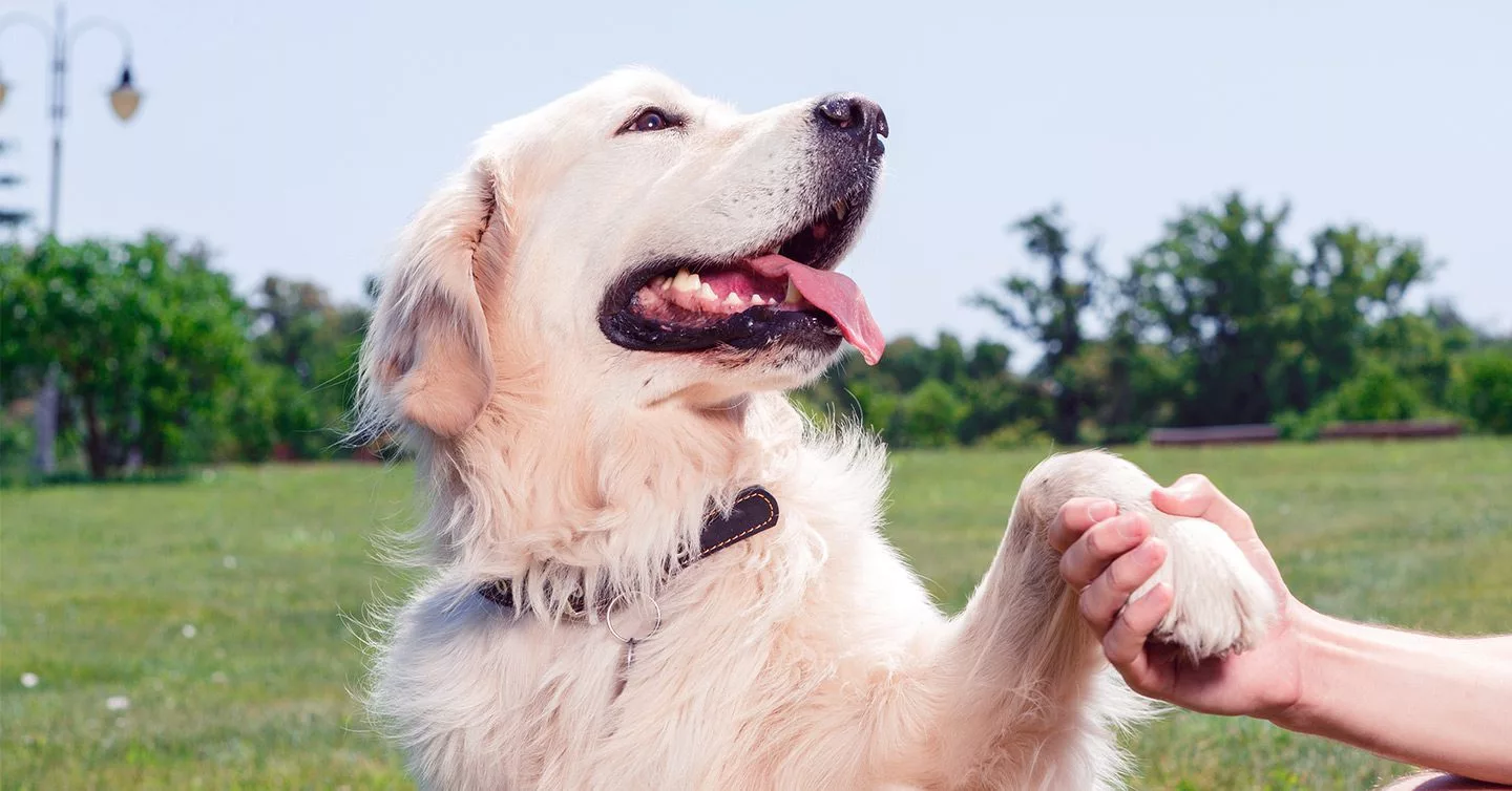 Top 20 najbardziej przyjaznych ras psów (ze zdjęciami)