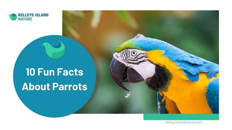 12 fascynujących i zabawnych faktów o papugach, których nigdy nie znałeś