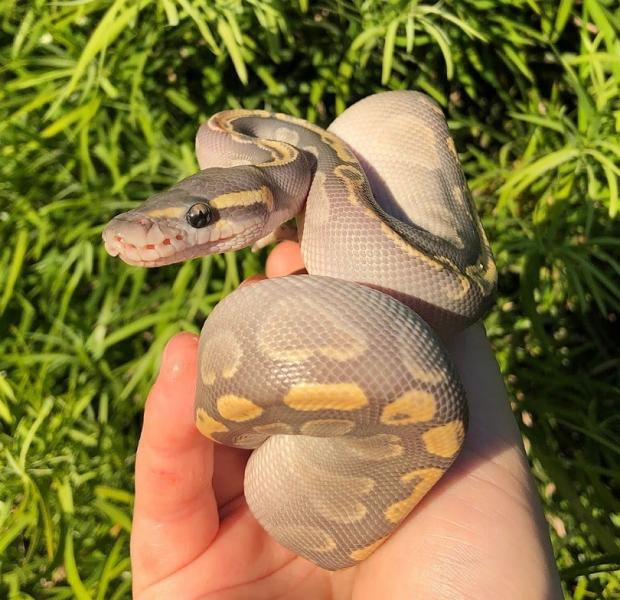 3. Butter Ball Python Morph