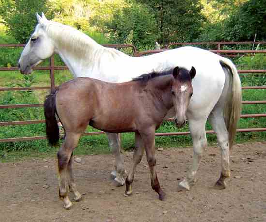 12. Kucyk Chincoteague