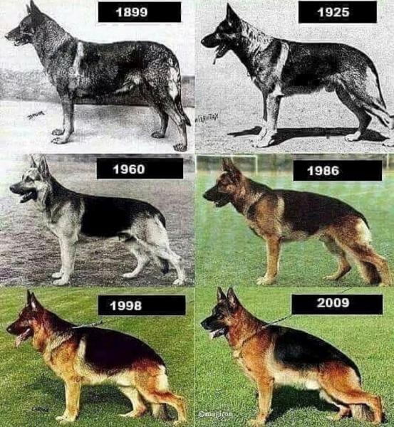 Psy policyjne i wojskowe
