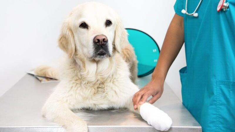 Czy zapalenie trzustki jest zaraźliwe między psami? Zatwierdzone przez weterynarza przyczyny, objawy i opieka