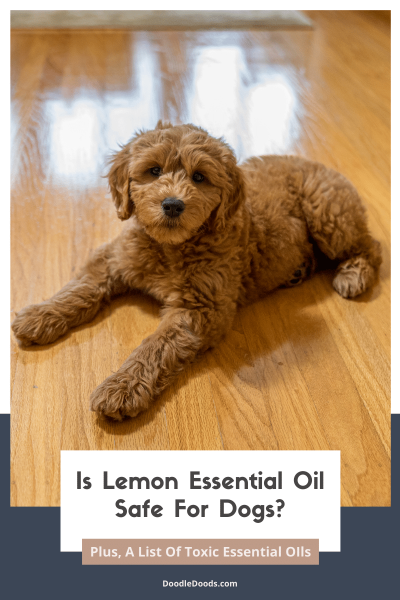 Cytrynowy olejek eteryczny i psy