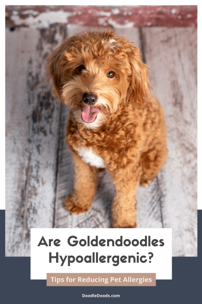 Dlaczego Goldendoodle są czasami uważane za przyjazne alergikom?