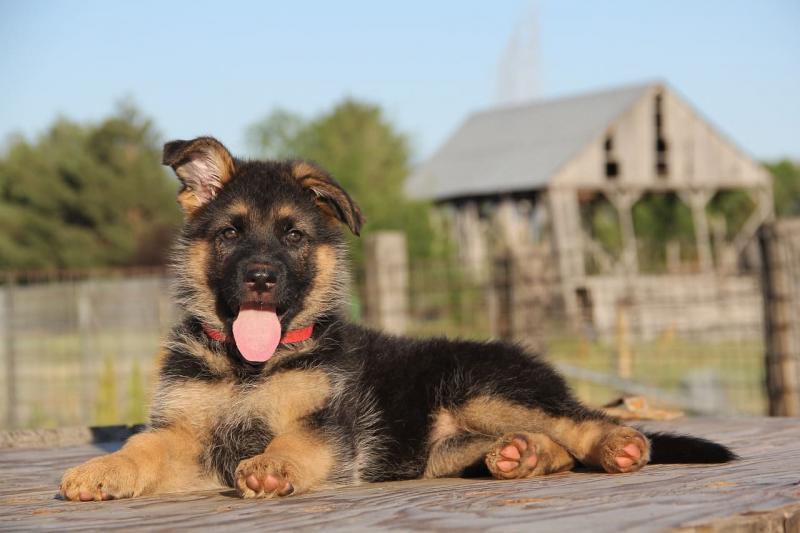 Owczarek kormorański (mieszanka owczarka niemieckiego i corgi): Informacje, zdjęcia, pielęgnacja i więcej!