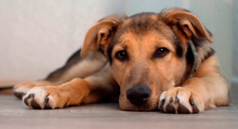 Dlaczego psy i szczenięta mają czkawkę? Przyczyny i rozwiązania wyjaśnione przez weterynarza