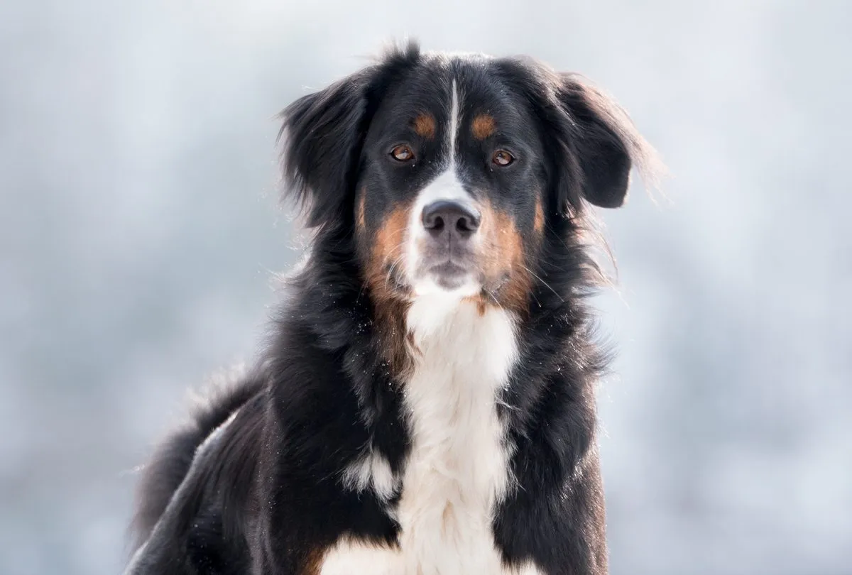 Jak inteligentne są berneńskie psy pasterskie? Gdzie plasują się w porównaniu z innymi rasami?