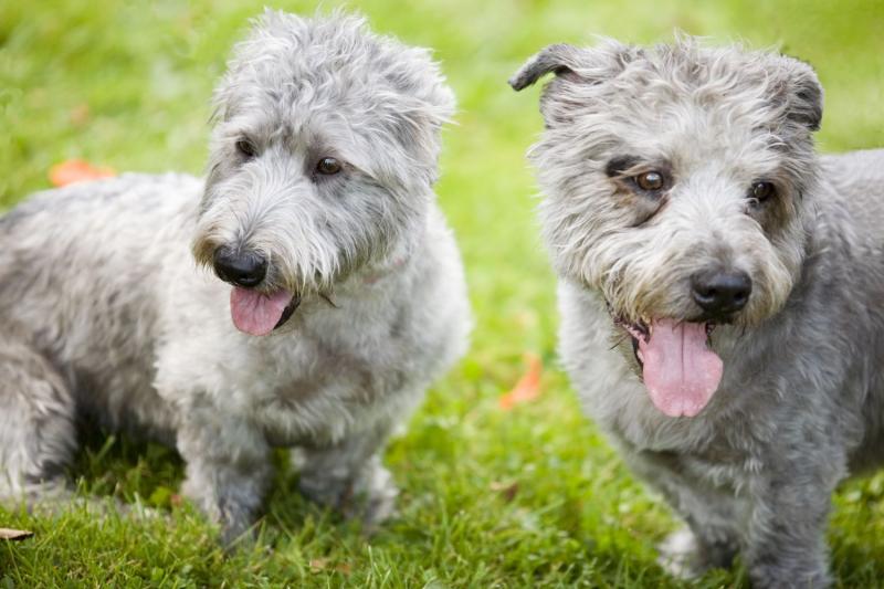 Szczenięta rasy Glen of Imaal Terrier