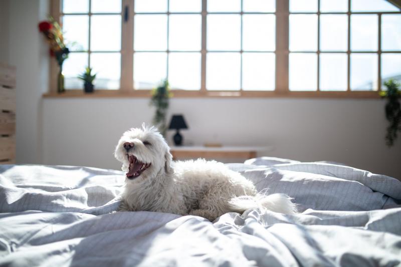5 powodów, dla których psy drapią się po łóżku