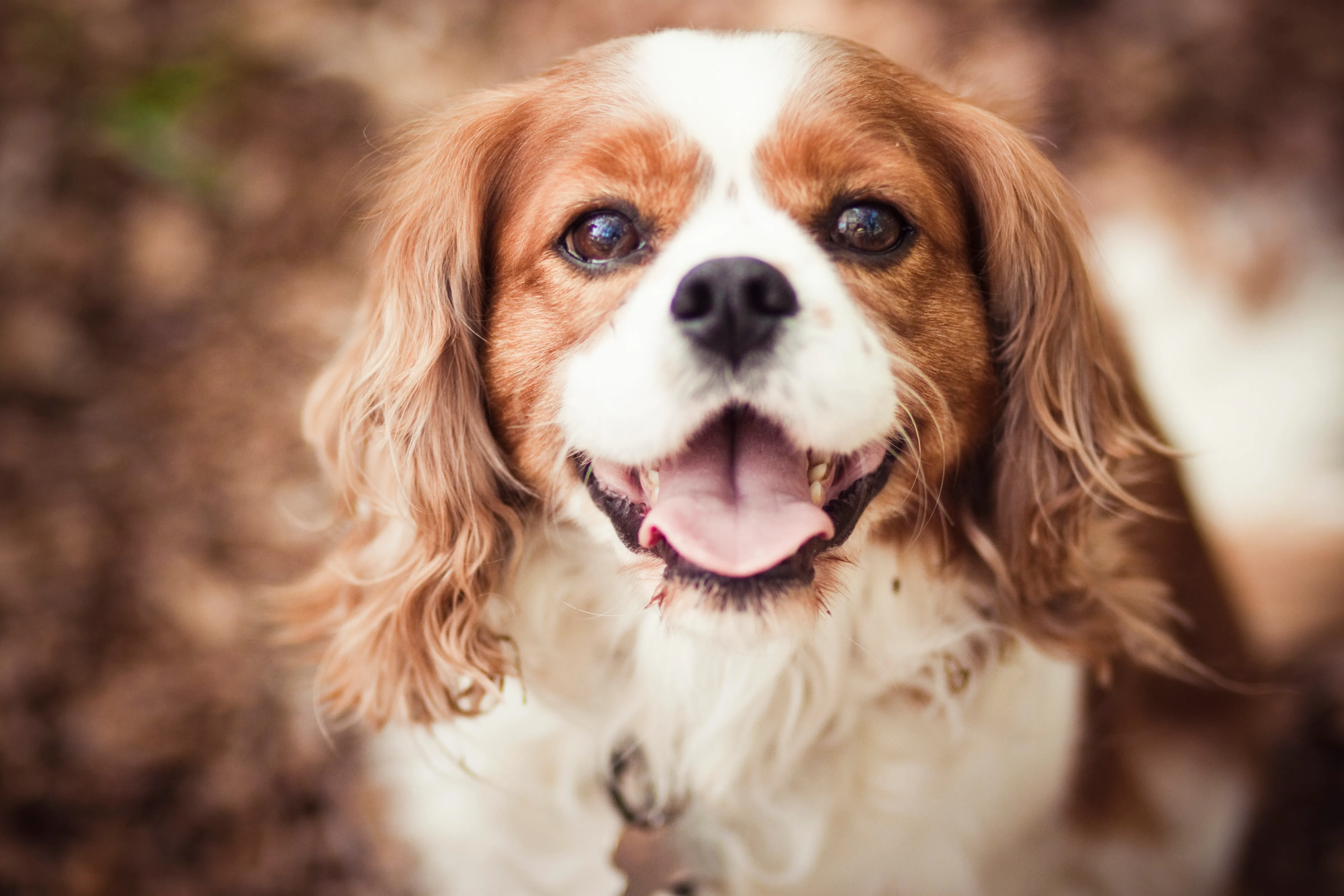 Jak stwierdzić, czy kąpiesz swojego Cavalier King Charles Spaniela zbyt często?