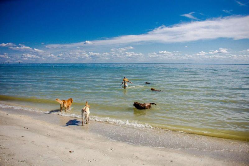 10 najlepszych plaż przyjaznych psom w Karolinie Południowej: Miejsca ze smyczą i poza nią