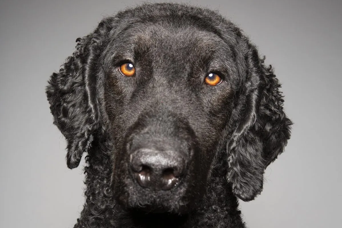 12 ras psów o kędzierzawej sierści: Zdjęcia, fakty i historia