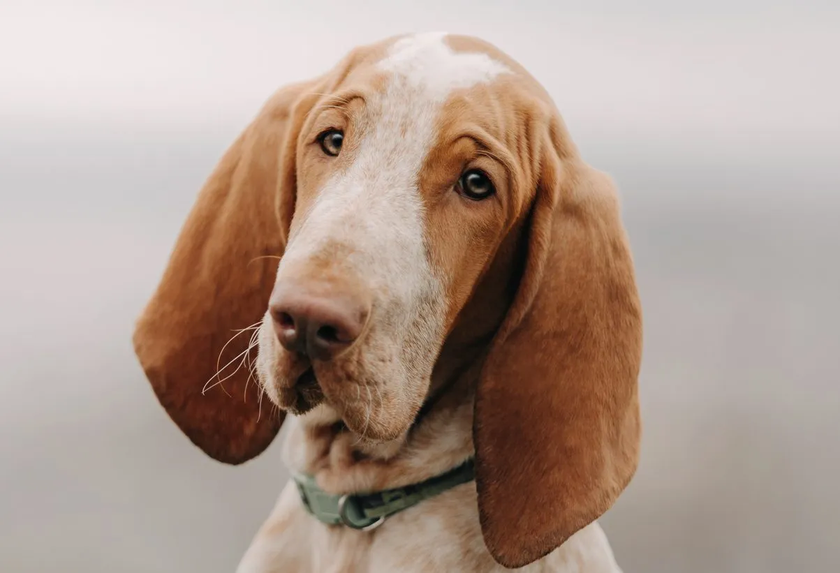 Charakterystyka Bracco Italiano