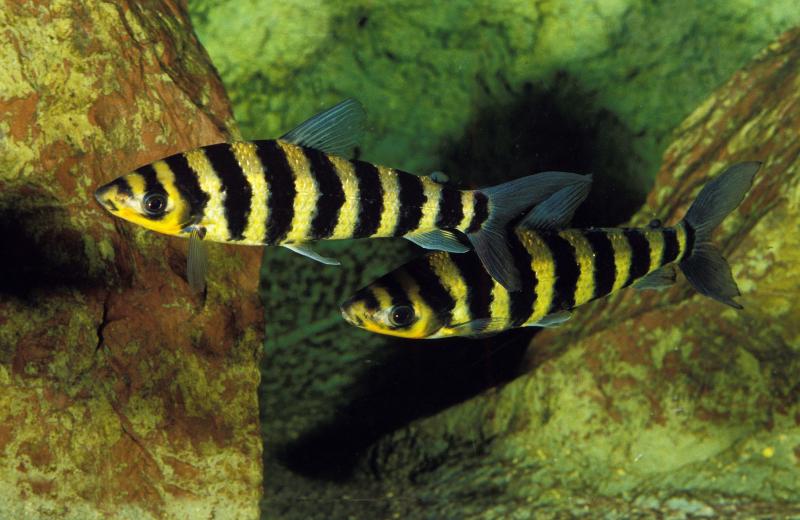 4. Petrochromis
