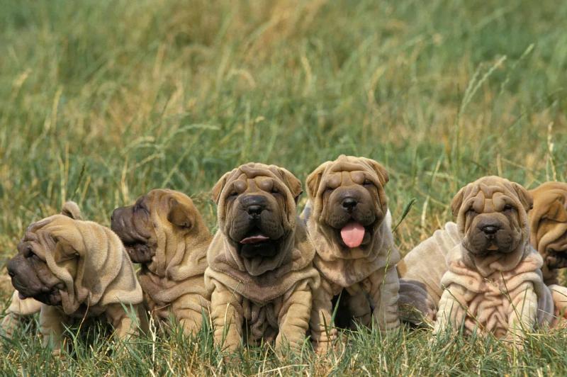 5. Shar pei zostały uratowane przez dobrą prasę