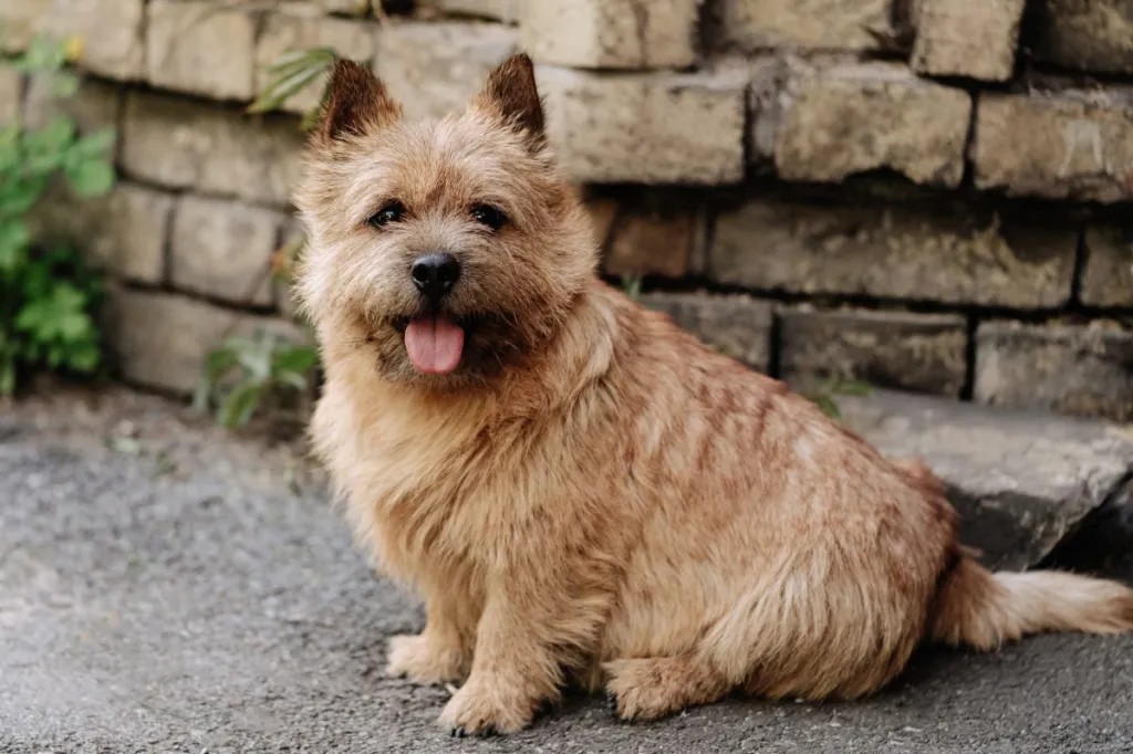 Rasa psów Norwich Terrier: informacje, zdjęcia, fakty i cechy
