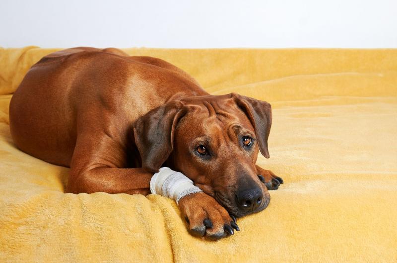 Jak oczyścić ranę u psa: 10 wskazówek zatwierdzonych przez weterynarza