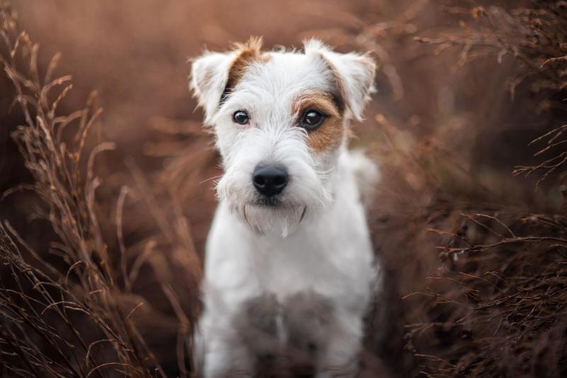 4. Jack Russell Terrier