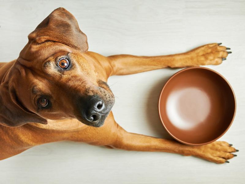 6. Science Diet Adult Sensitive - Najlepsza karma dla psów o wrażliwym żołądku lub skórze