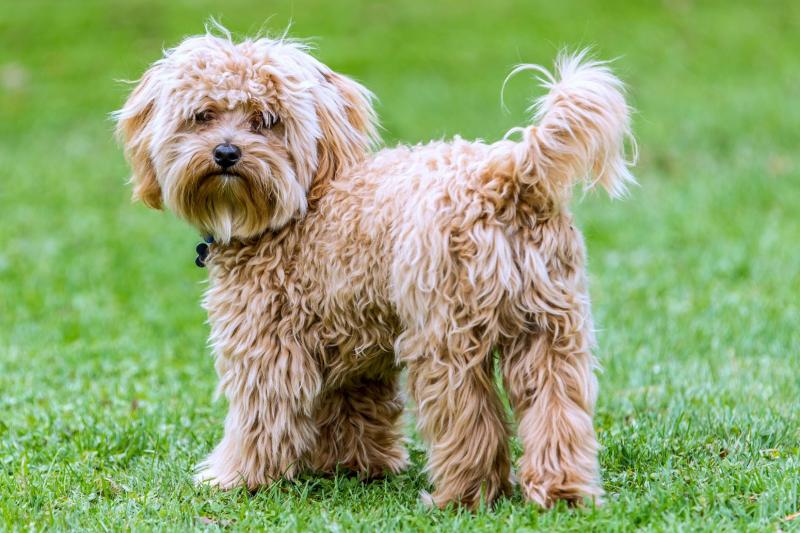 Charakterystyka Cavapoo