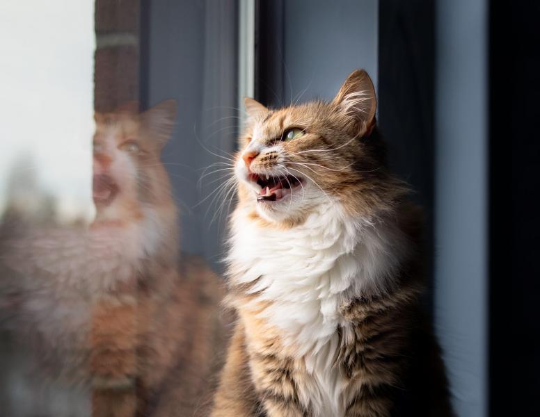 Dlaczego koty ćwierkają? 4 sprawdzone przez weterynarzy powody i fakty dotyczące wokalizacji kotów