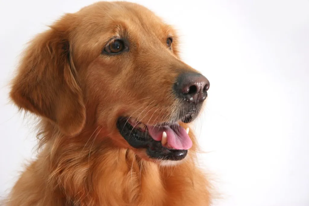 Przewodnik po rasie psów Golden Retriever: Informacje, zdjęcia, pielęgnacja i cechy