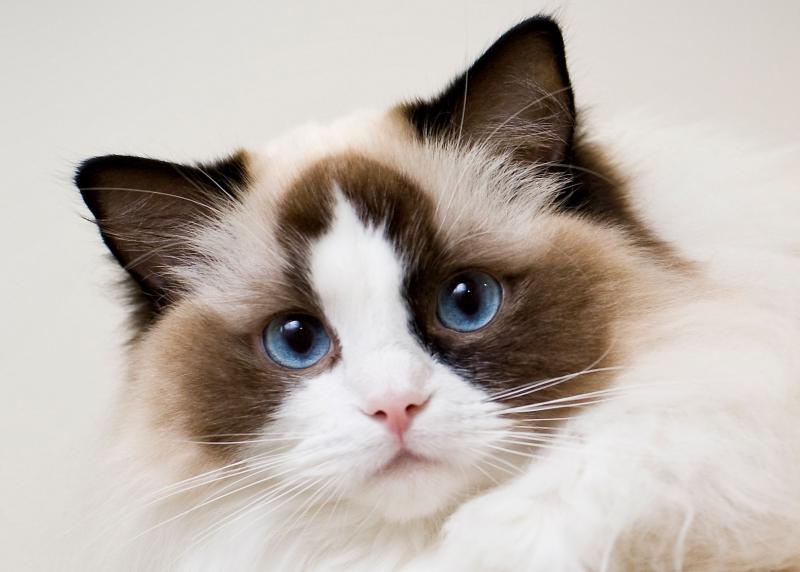 Temperament i inteligencja rasy Ragdoll