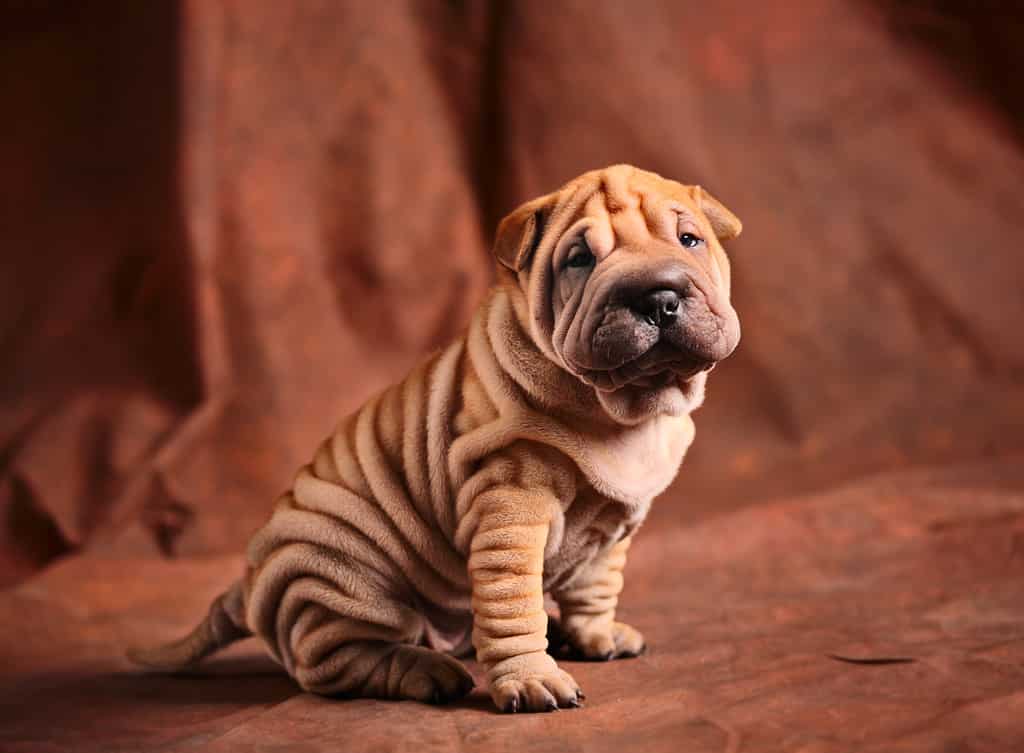 4. Shar pei były kiedyś najrzadszą rasą na świecie