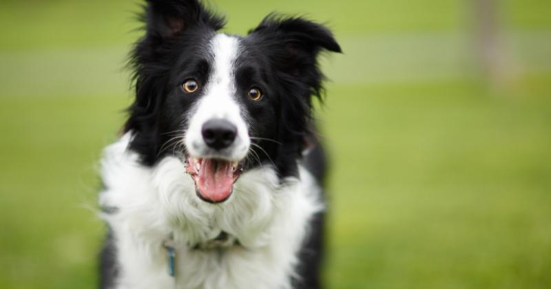 Wskazówki dotyczące bezpieczeństwa Border Collie