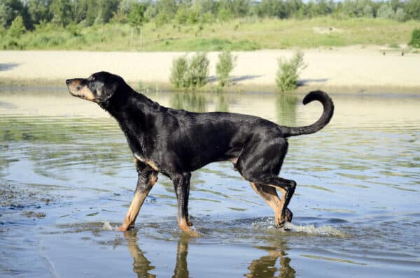 Pies rasy gończy transylwański: zdjęcia, informacje, cechy, pielęgnacja i więcej!